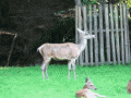 Z7gS9.gif